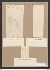 Pleurosigma sp. (de-Toni-Nr.: Genus 13) Zeichnungen Sammlung Grunow Nr. 2147 (NHMW-BOT-W0369193)